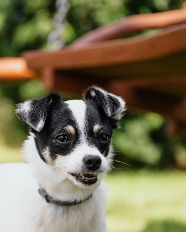 愛犬の笑顔を守るために